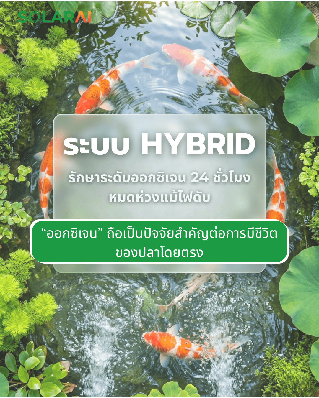 บ่อปลาคราฟ